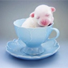 a cup of cute