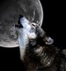 Howling for you