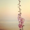 Peace ...