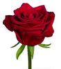 A single Red Rose x