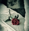 Rose for a Beautiful Person