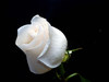 white roses meen forever