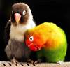 Your my love bird ❤️