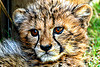 Baby cheeta donashions