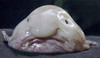 Sad blobfish