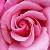 pink rose for you 