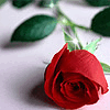 a special rose for you ♥