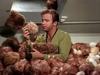 Armful of Tribbles