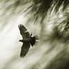 Song of freedom