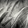 Field story