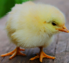 Cute chick