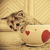 A Cup Of Love