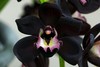 a black orchid