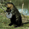 A Talented Beaver