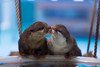 I'm otterly in love with you