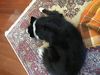 A dog and a rug