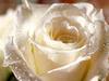 a white rose for someone special