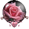 a rose of love