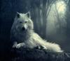 a direwolf