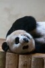 Panda Cuddles