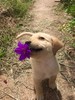 Bringing You A Flower 🌸