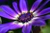 Magical Flower 