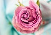 Beautiful Rose 