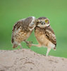 Owlie kisses