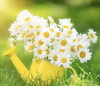 Bringing you daisies