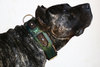 emerald dog collar