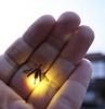 You Are Light