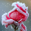 A beautiful Christmas rose =)