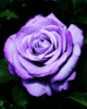 A Lovely Purple Rose &lt;3