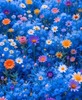 Pretty flowers for your page🌼