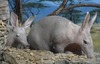 Trained pet aardvark 