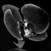Black orchid