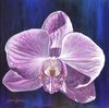 Orchidacious