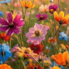 A Field of Happiness