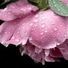 Raindrops On Roses