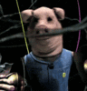 march of the pigs