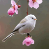 Perched On Your Page