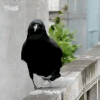 A Happy Visitor