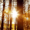 Sunshine For Your Day