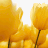 Beautiful Day Wishes