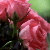 Rain Kissed Roses