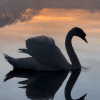 Tranquil Moments