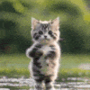  ~ happy dance ~