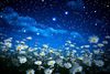 Sweet dreams 🌙✨️🌙