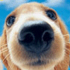 sniffing you out