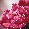 Beautiful Rose for You